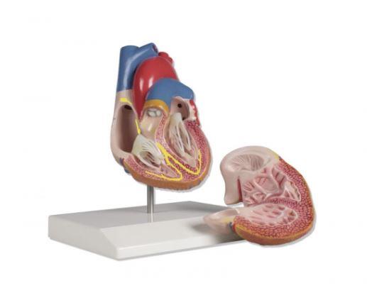 Herzmodell, mit Reizleitungssystem, 2-teilig