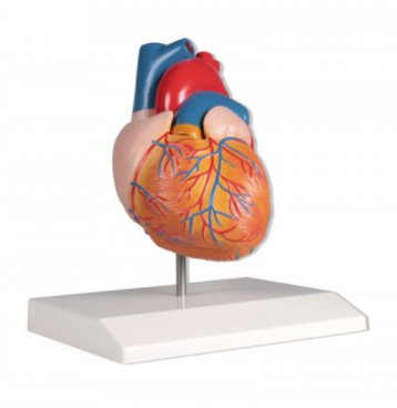 Herzmodell, natürliche Größe, 2-teilig
