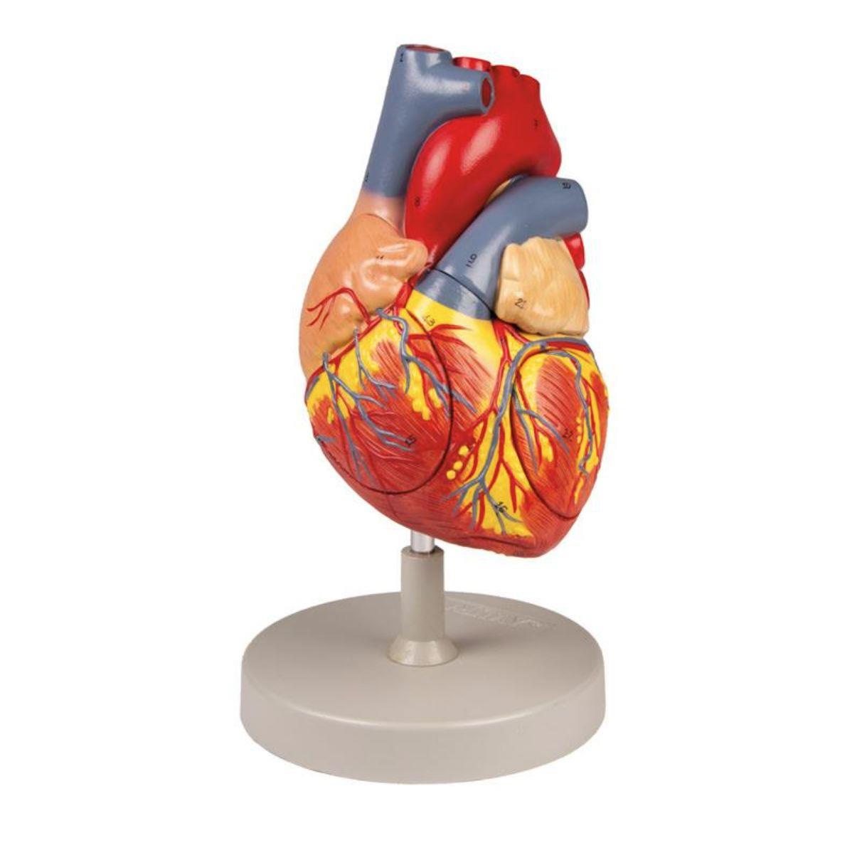 Herzmodell, 2-fache Lebensgröße, 4-teilig